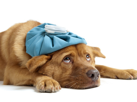 ¿Cómo saber cuando un perro está enfermo?.
