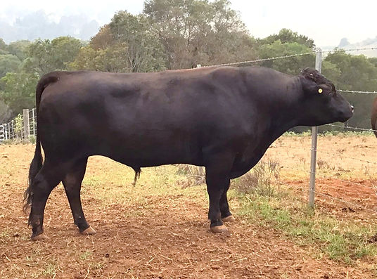 Southern Cross Wagyu Australian wagyu Best wagyu Wagyu Wagyu cattle full blood wagyu wagyu bull wagyu cows wagyu semen wagyu breeding wagyu marbling Japanese cattle Tajima cattle Best meat Tender meat Wagyu meat Best Australia wagyu Best eating meat wagyu genetics Australian wagyu full blood Wagyu breeding and semen Wagyu farm genetics cattle cows SouthernCrossWagyu.com.au