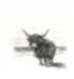 Pencil drawing of a highland cow by Alexandra Larion