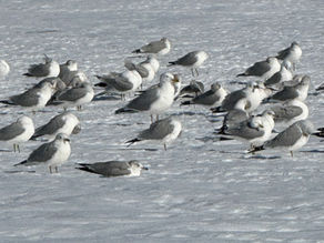 What Do We Do About “Bad” Teachers?