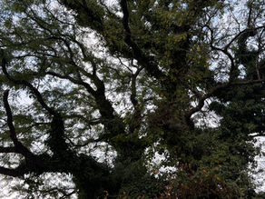 To speak or not to speak