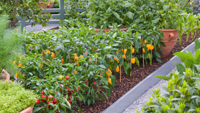 When the Neighborhood Garden is Withering Away…FERTILIZE IT!