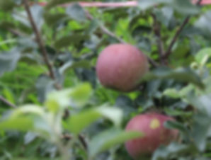 FUZI ORGANIC APPLES