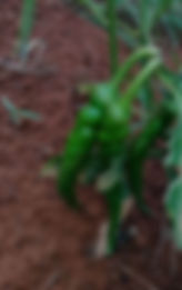 WhatsApp%20Image%202020-06-08%20at%2023.