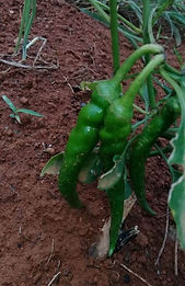 WhatsApp%20Image%202020-06-08%20at%2023.