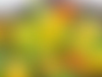 Salada de rúcula com manga e tomate cereja