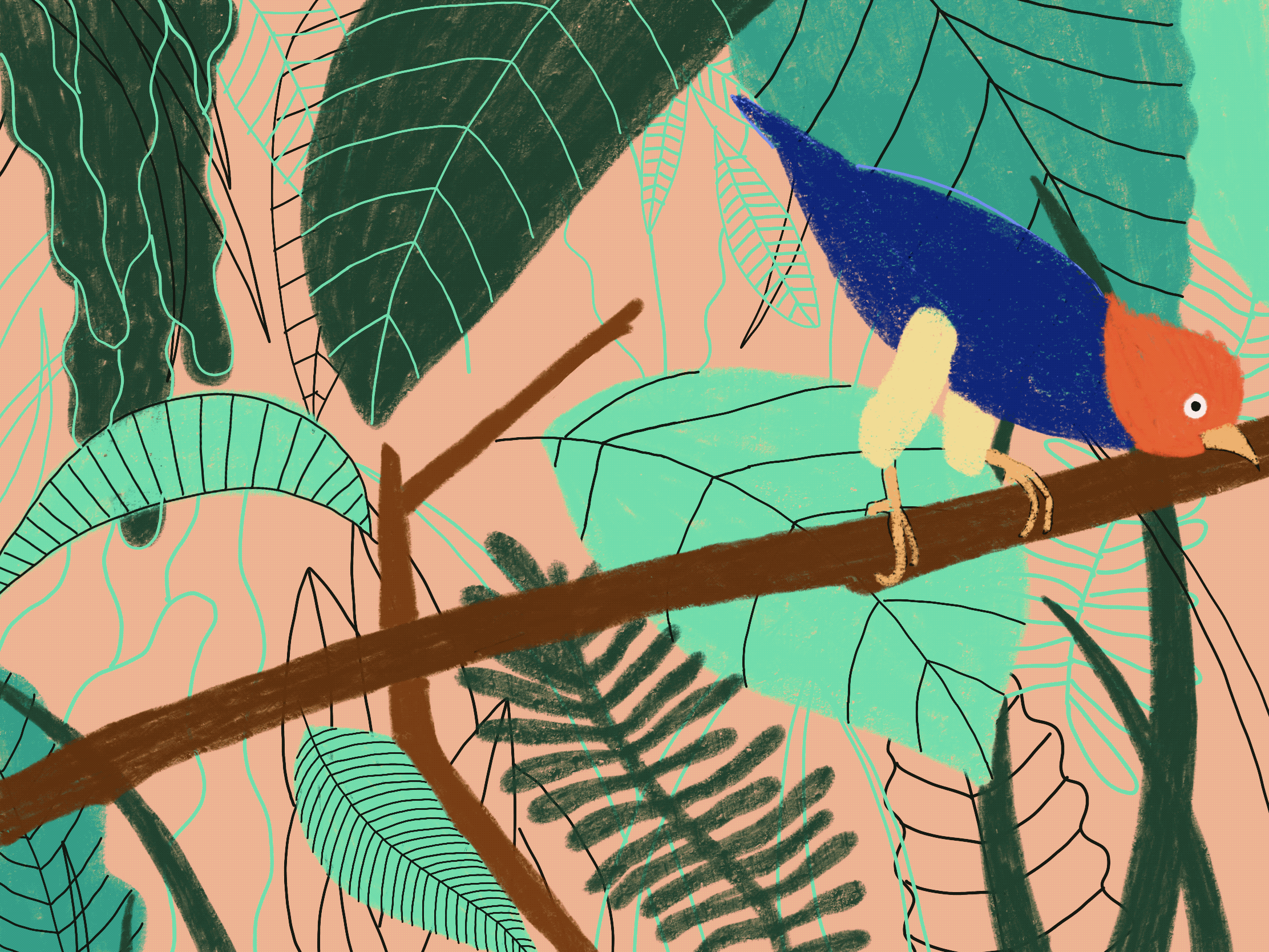Manakin gif