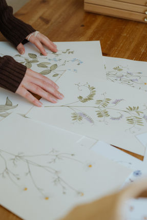 Das Bild zeigt verschiedene Aquarellbilder von Wiesenblumen.