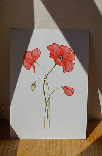Aquarellbild Mohnblume