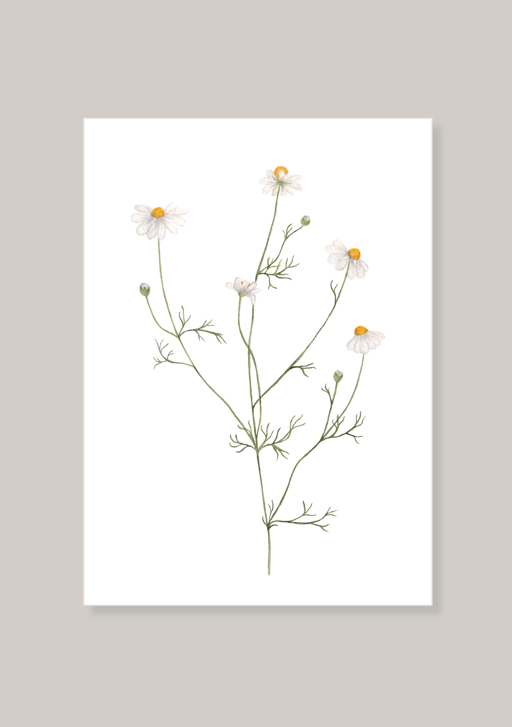 Postkarte Kamille