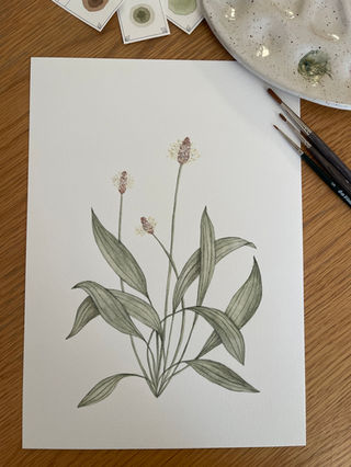 Das Bild zeigt ein Aquarellbild einer Wiesenblume, dem Spitzwegerich.