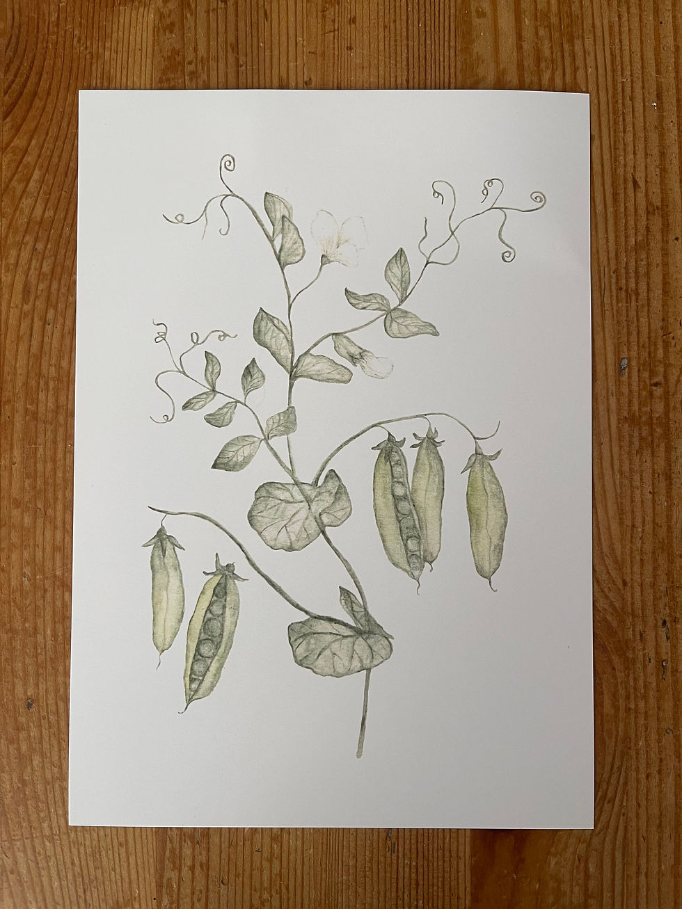 Miniaturbild: A5 Druck Erbse