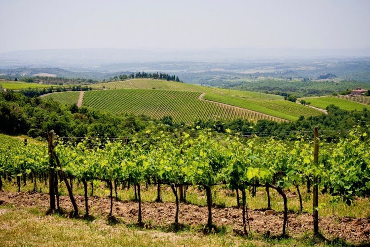 Italian Vineyard