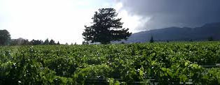 The Heart of Central Otago, Wine Tasting