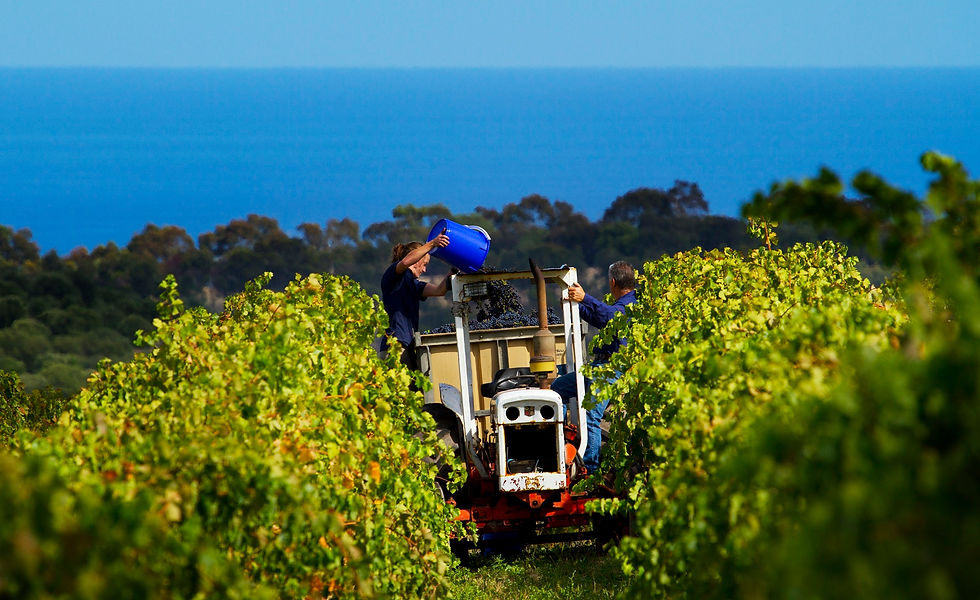 Chapel Hill, McLaren Vale