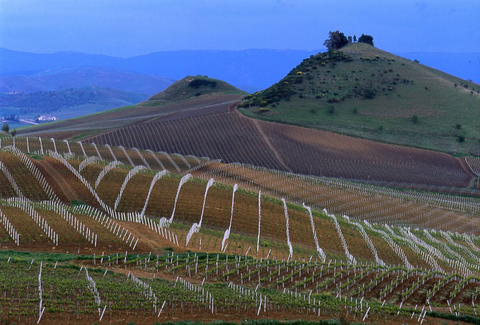 Tasca Wine region