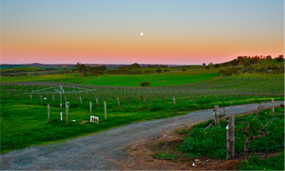 We Love Barossa Wine