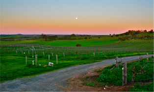 We Love Barossa Wine