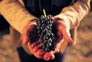 Big Aussie Shiraz