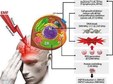 EMF radiation effects on the human brain. All 11-core brain components are susceptible to changes from EMFs