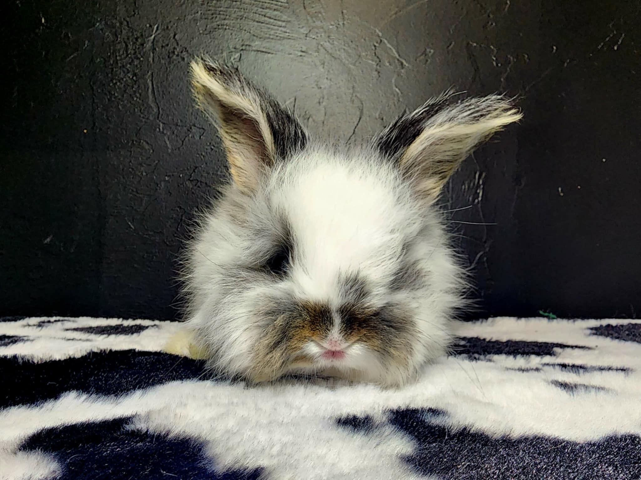 Broken Black Otter Doe