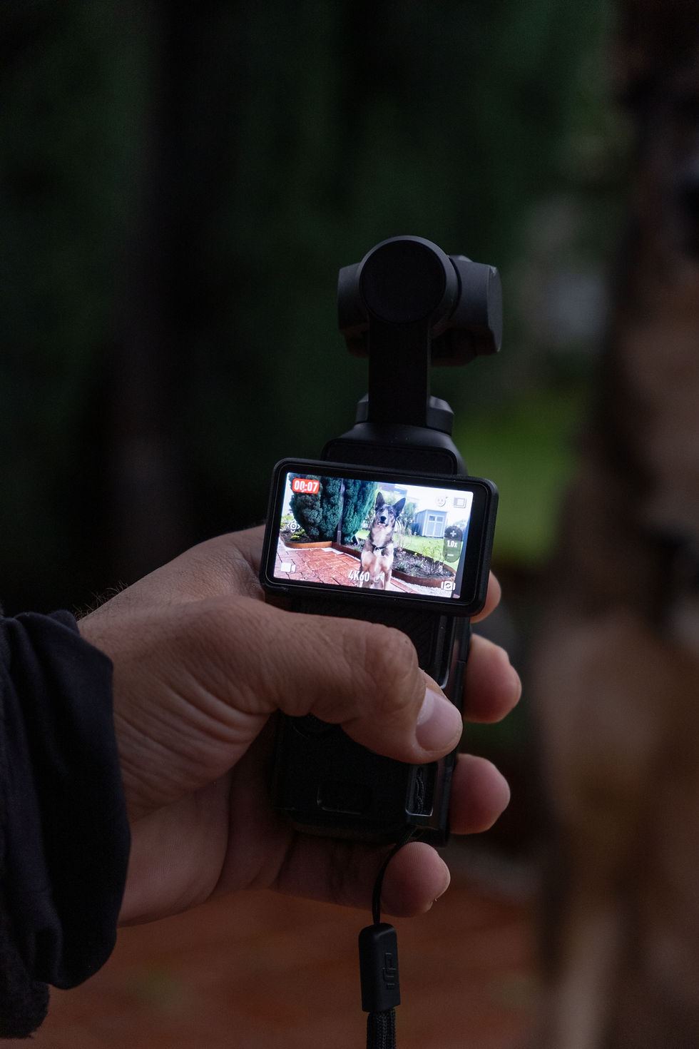 Videoanalyse Hundetraining
