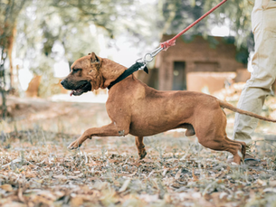 Warum dein Hund draußen eskaliert (Hundetrainer Stuttgart)