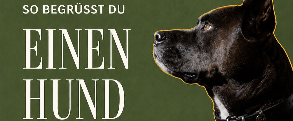 Hund begrüßen: Warum du ihm nicht die Hand ins Gesicht halten solltest