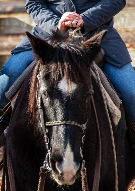 Beautiful well-mannered horses - Scenic trail ride at Fort Valley Ranch & Campground winding through the picturesque trails of a National Park, surrounded by breathtaking mountain views near Shenandoah National Park.
