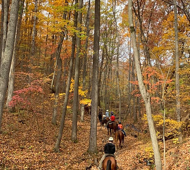 A group of trail riders on horseback riding through the national forest.