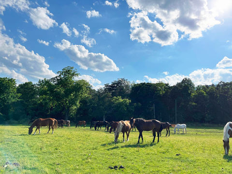Guest Ranch Horses - Scenic trail ride at Fort Valley Ranch & Campground winding through the picturesque trails of a National Park, surrounded by breathtaking mountain views near Shenandoah National Park.