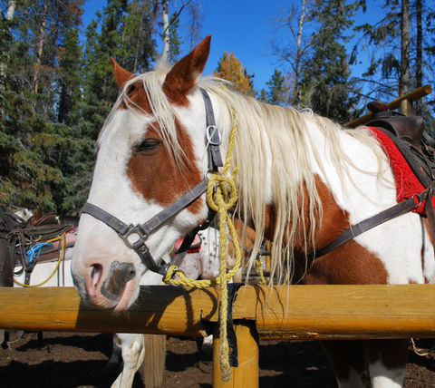 Make new friends - Scenic trail ride at Fort Valley Ranch & Campground winding through the picturesque trails of a National Park, surrounded by breathtaking mountain views near Shenandoah National Park.