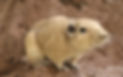 ree