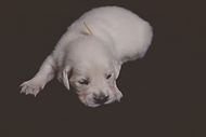 Yellow Male - Golden Retriever Puppy for Sale