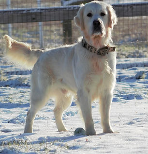 Champion stud imported from Serbia