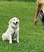Lucy doing great on her sit stay