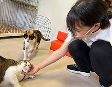 保護猫