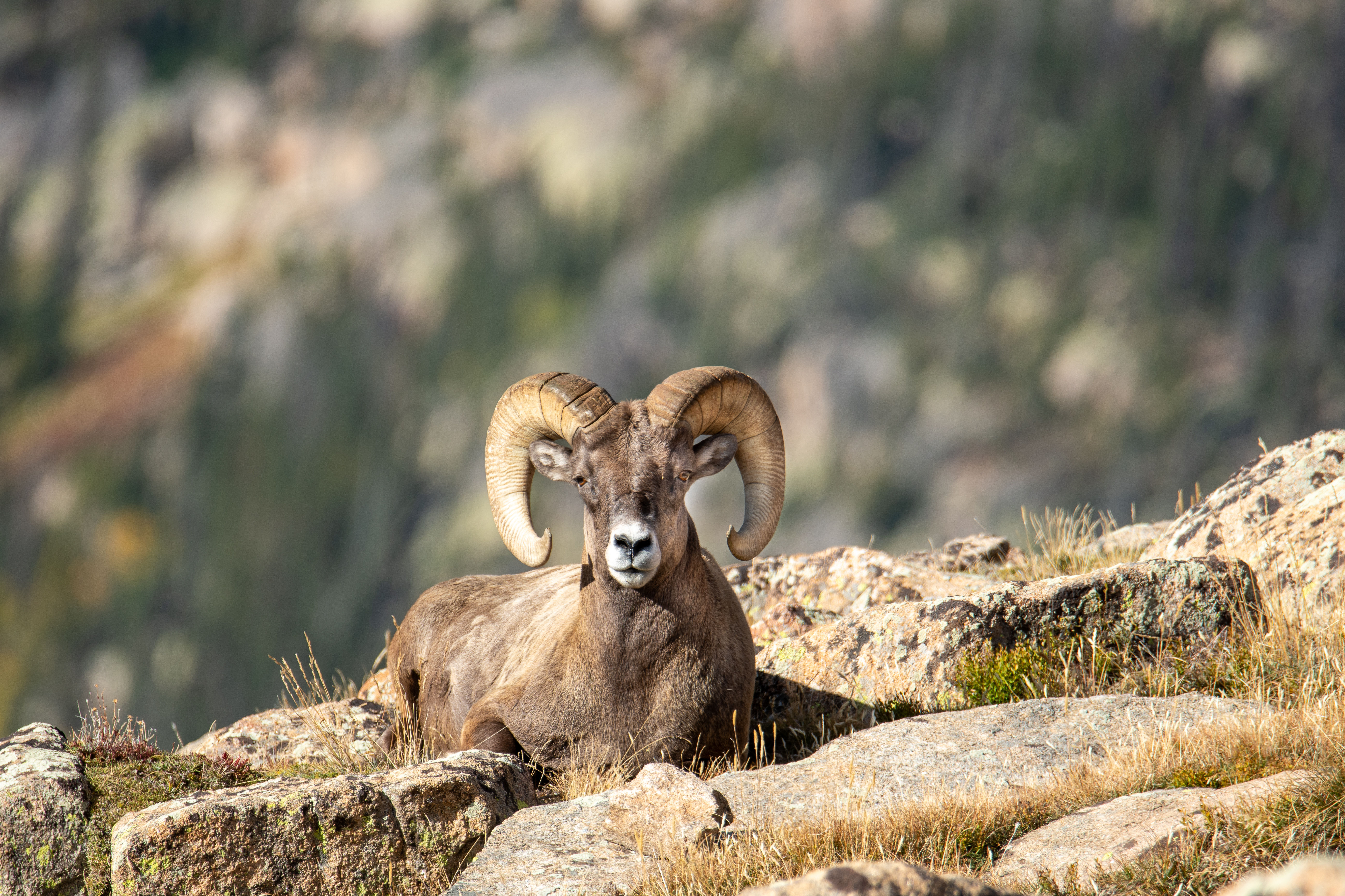 Big Horn Sheep