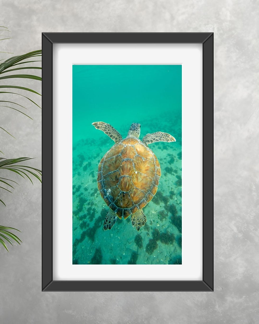Thumbnail: Green Sea Turtle