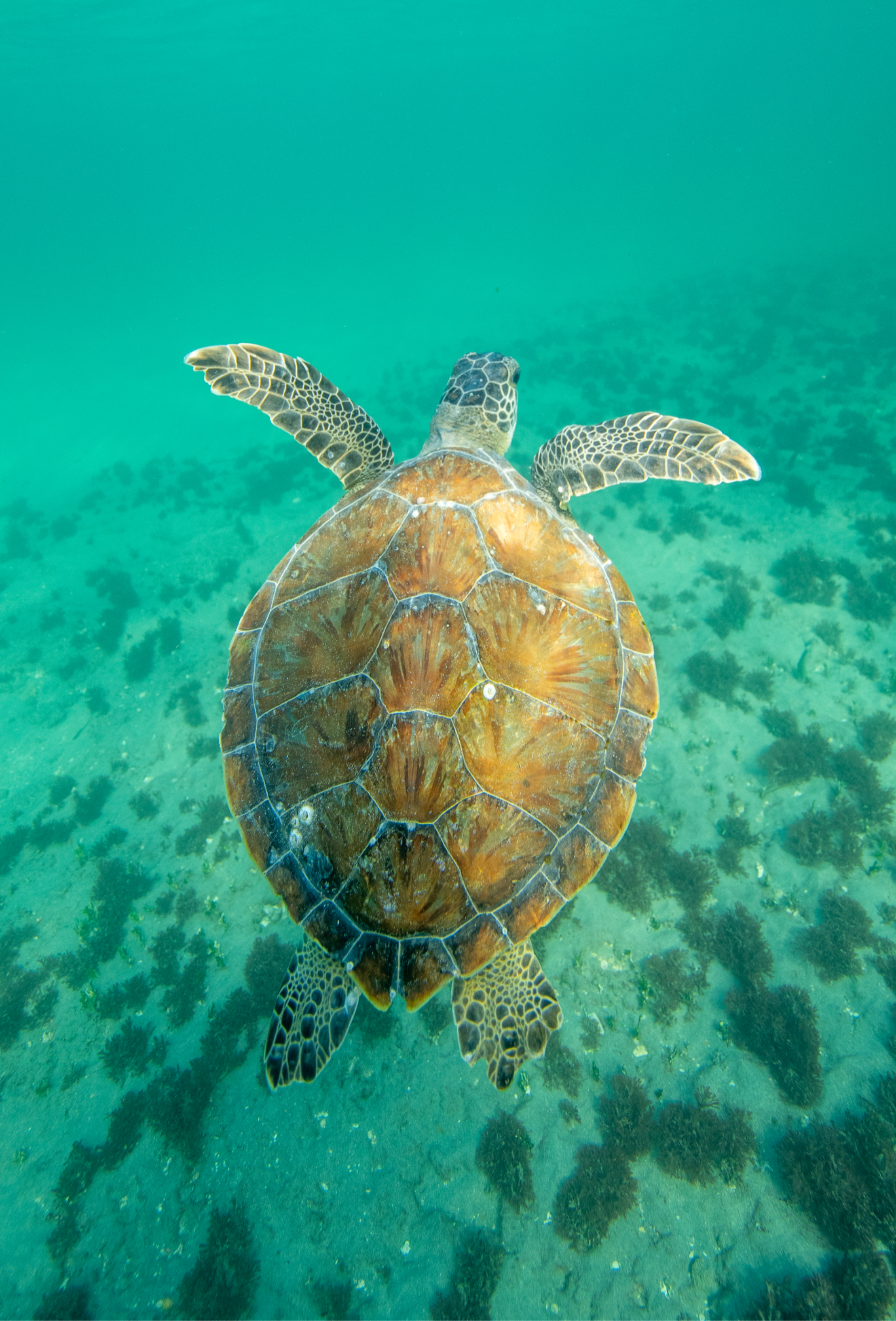 Green Sea Turtle