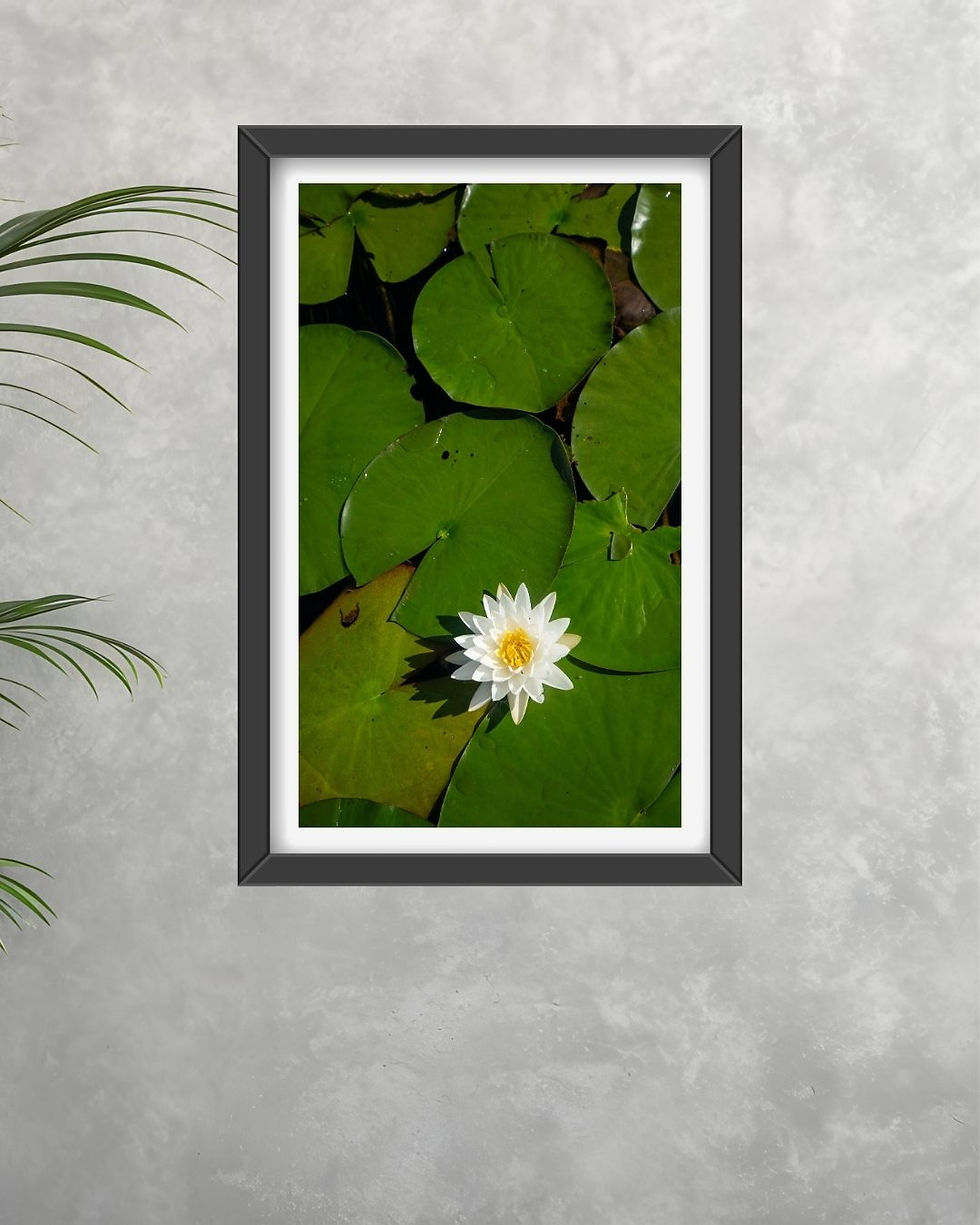 Thumbnail: Water Lilly