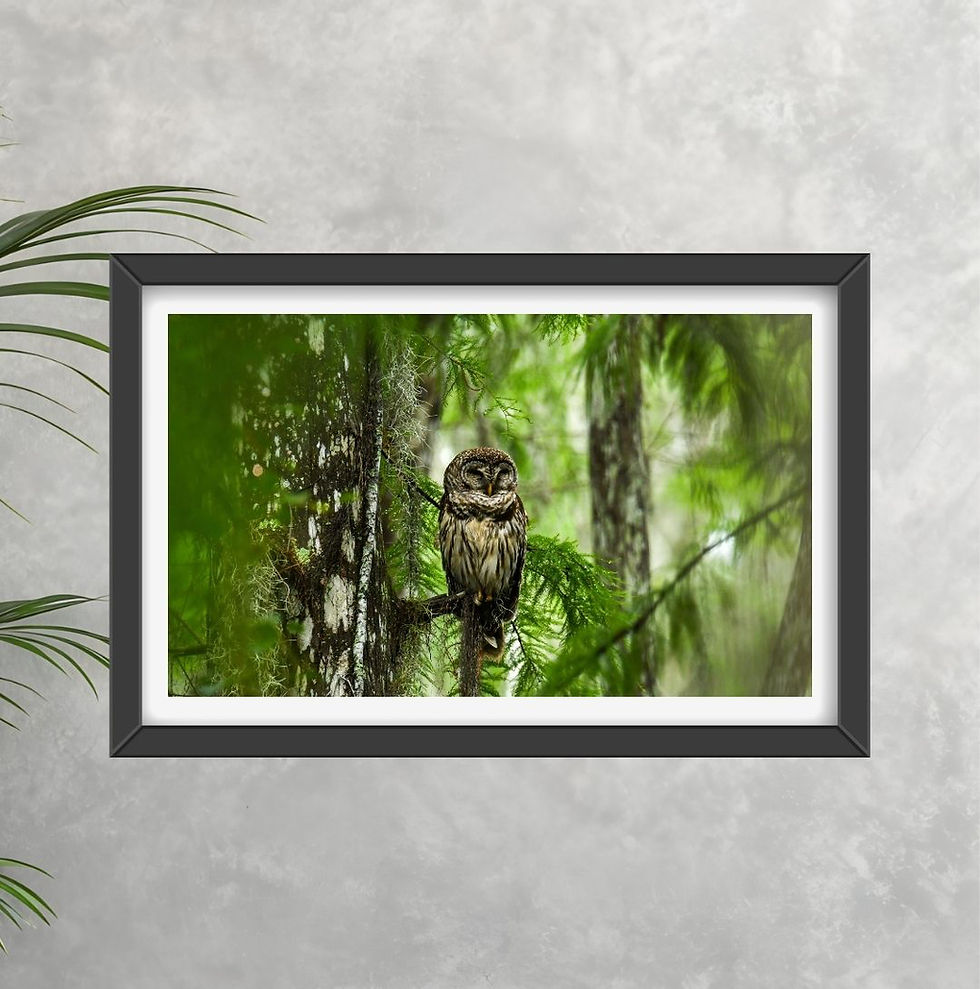 Thumbnail: Sleeping Barred Owl
