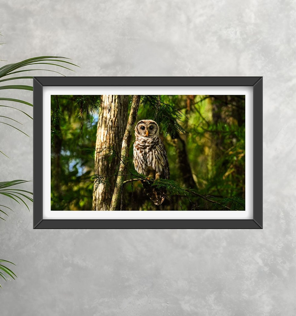 Thumbnail: Barred Owl