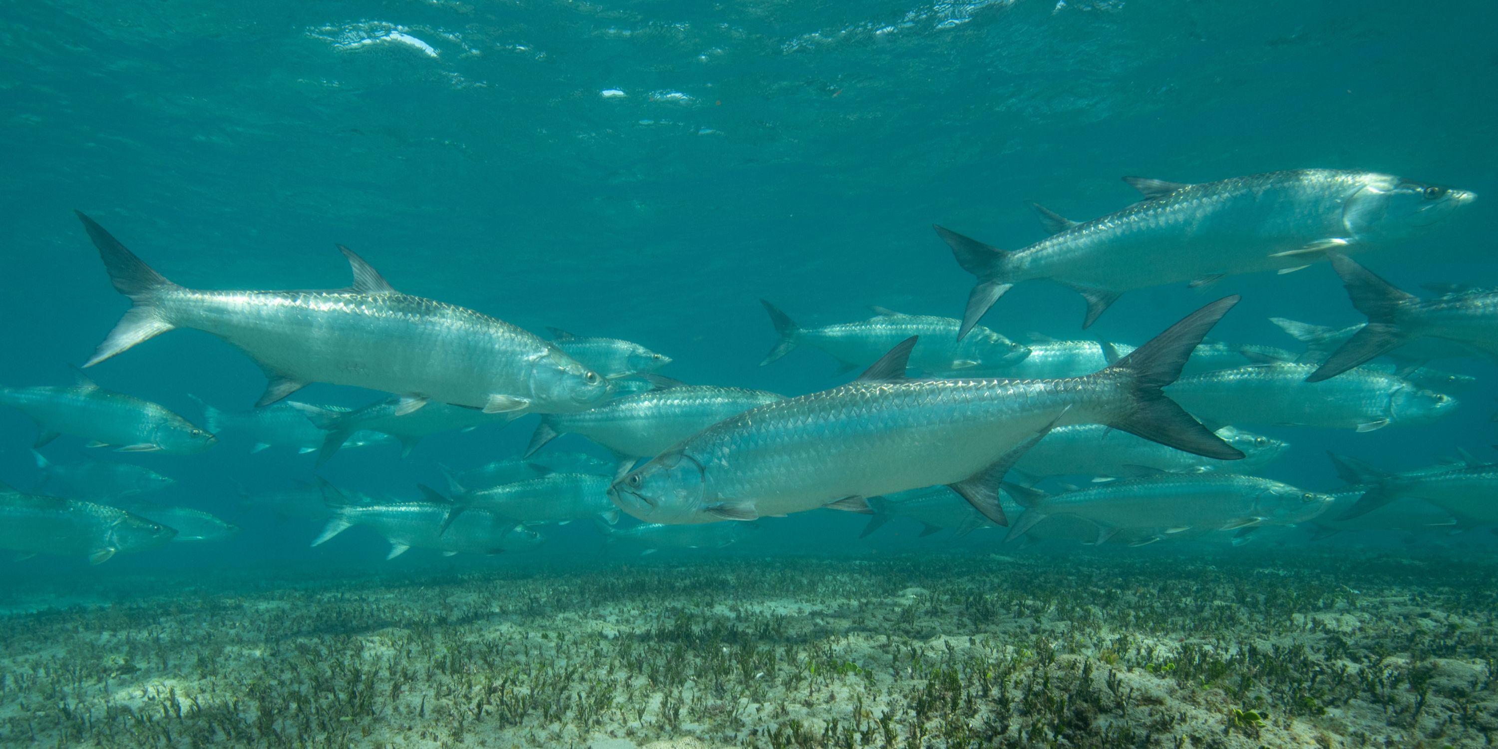 School of Tarpon