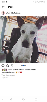 Archie ( Kelfa )