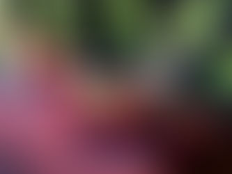 What does Funeral Directors Adelaide based do