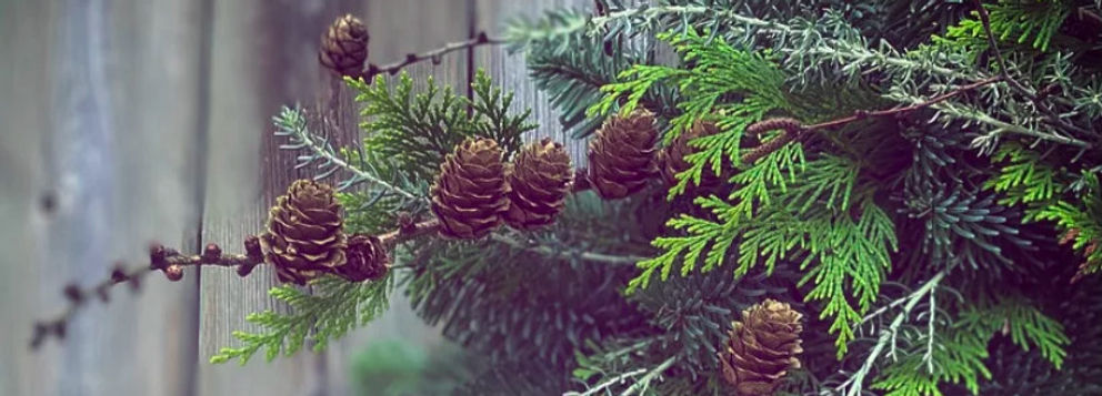 A close up image of foliage and larch cones