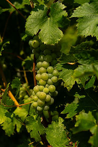 Moscato-1-big.jpg