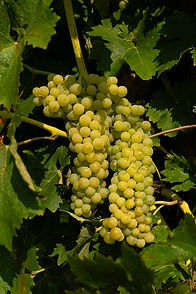 trebbiano.jpg