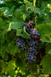 sangiovese-pic.jpg